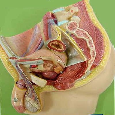 Human Male Genital Organs Model