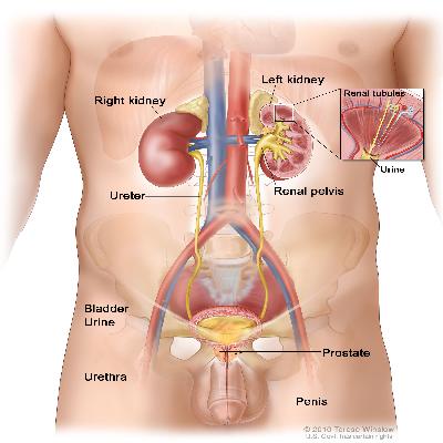 Human Urinary System