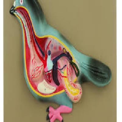 Pigeon Dissection Model