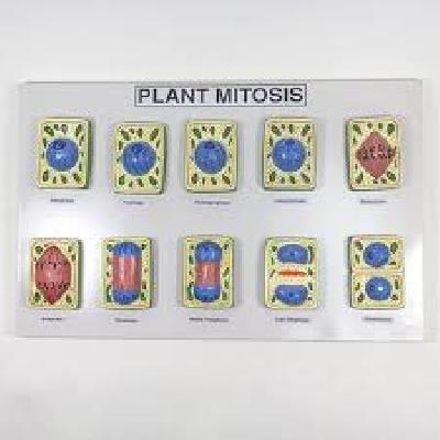 Plant Cell Division Mitosis Model
