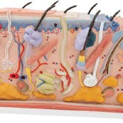 Section Of Human Skin Model
