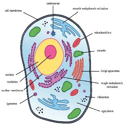 Typical Animal Cell Economy Model