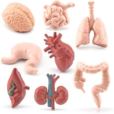 Human Physiology Models