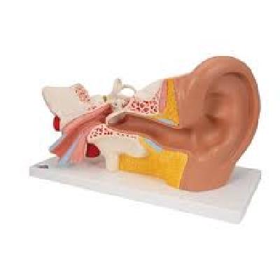 Model Ear