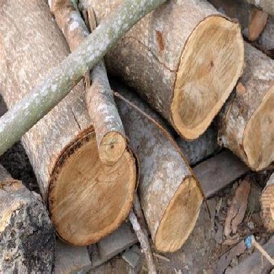 Rubber Wood