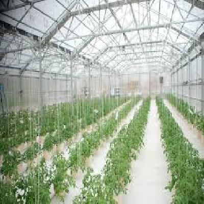 Greenhouse Cultivation