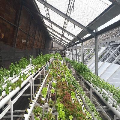 Horti Greenhouse Cultivation