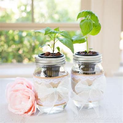 Jar Bushes