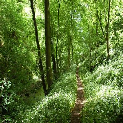Woodland