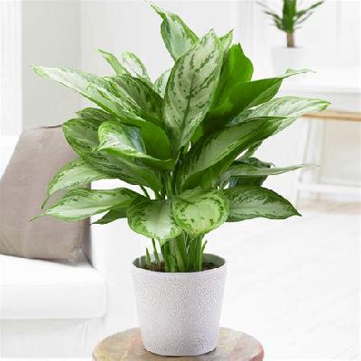 Aglaonema Indoor Plant