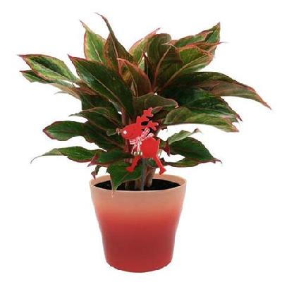 Aglaonema Indoor Plant with Red Plastic Pot