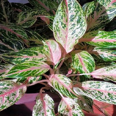 Aglaonema Plant