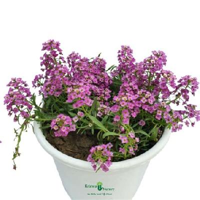 Alesium Seasonal Flowers Plant with Polly Bag