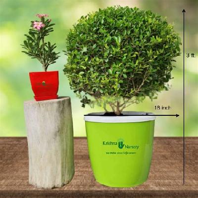 Anarmi Boll Outdoor Plant with Polly Bag