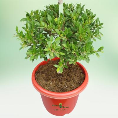 Anarmi Boll Outdoor Plant with Red Plastic Pot