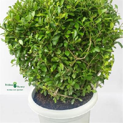 Anarmi Boll Outdoor Plant with White Tray