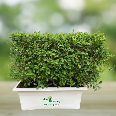 Anarmi Outdoor Plant with White Plastic Pot