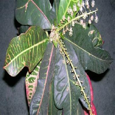 Baby Croton Plant