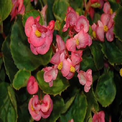 Begonia Plant - Pink Flower