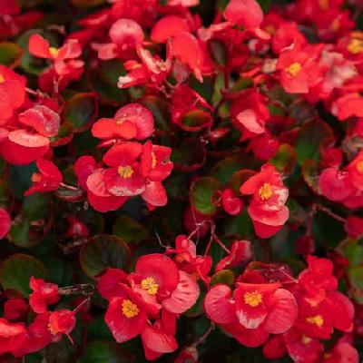Begonia Plant - Red Flower
