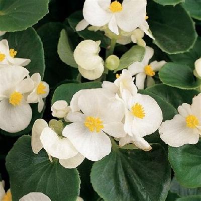 Begonia Plant - White Flower