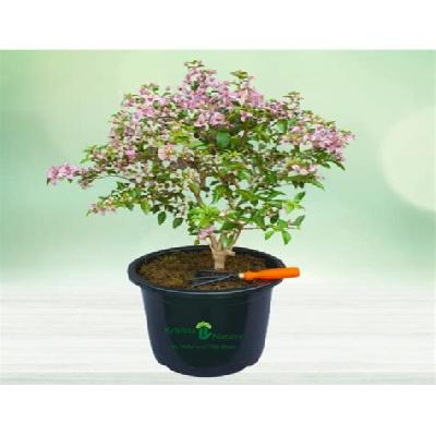 Bougainvillea Dwarf Bonsai Flowering Outdoor Plant with Black Plastic Pot
