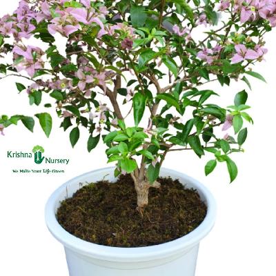Bougainvillea Dwarf Flowering Outdoor Plant with White Plastic Pot