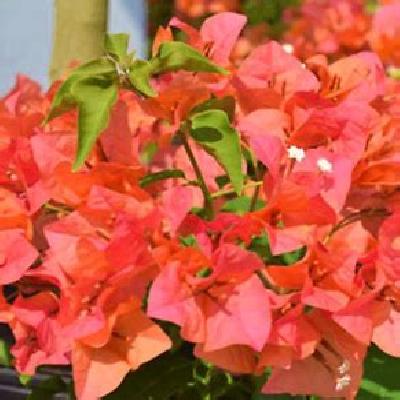 Bougainvillea Dwarf Flowering Plant with Red Plastic Pot