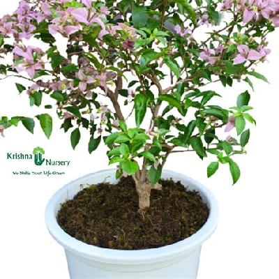 Bougainvillea Dwarf Flowering Plant with White Plastic Pot