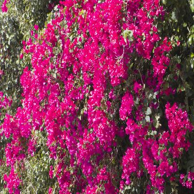 Bougainvillea Pink Flower Plant