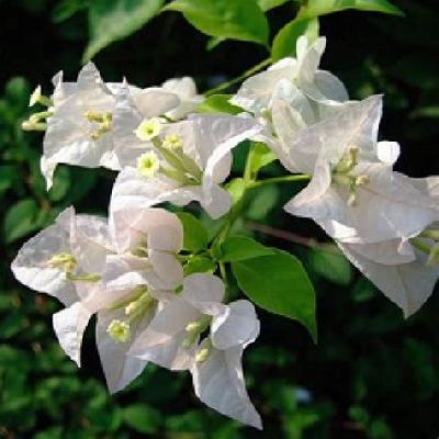 Bougainvillea White Flower Plant