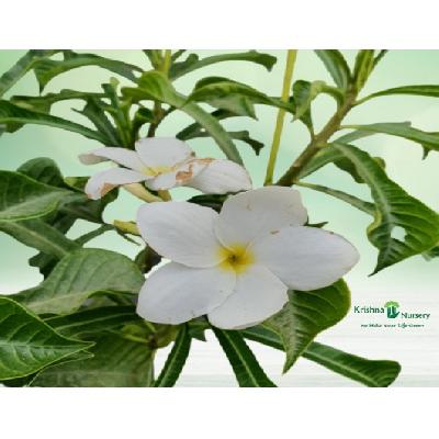 Champa Pudika Flowering Outdoor Plant with Polly Bag