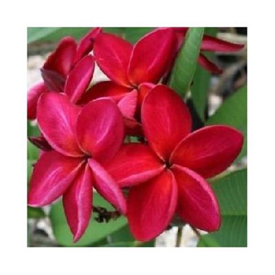 Champa Pudika Outdoor Flowering Plant with Red Plastic Pot