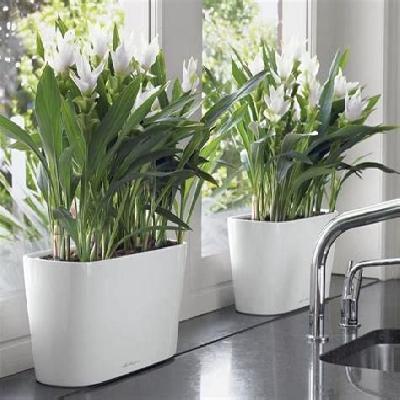 Cock's Comb Outdoor Flowers Plant with White Plastic Pot.