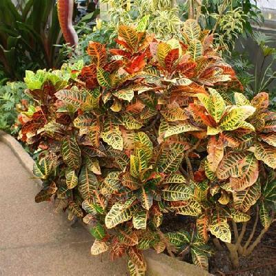 Croton Petra Plant