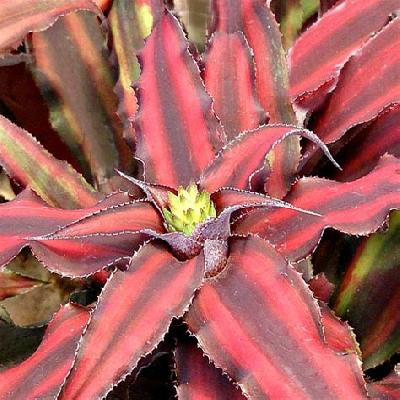 Cryptanthus Plant