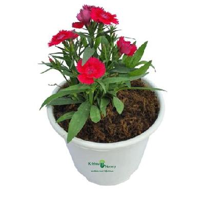Dianthus Seasonal Flower Plant with Polly Bag