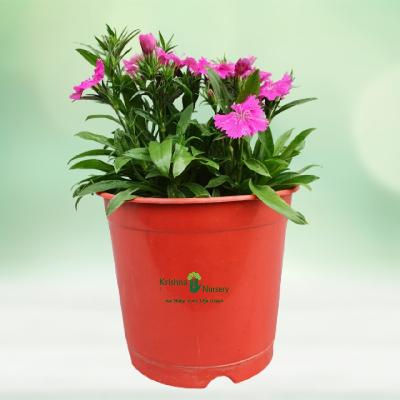 Dianthus Seasonal Flowers Plant with Red Plastic Pot