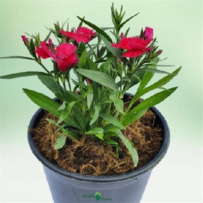 Dianthus Seasonal Flowers with Black Plastic Pot