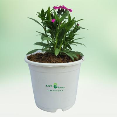 Dianthus Seasonal Flowers with White Plastic Pot