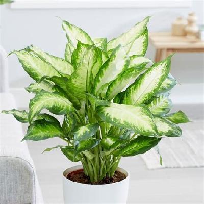 Dieffenbachia Plant (Dumb Cane)