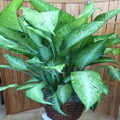 Dieffenbachia Plant