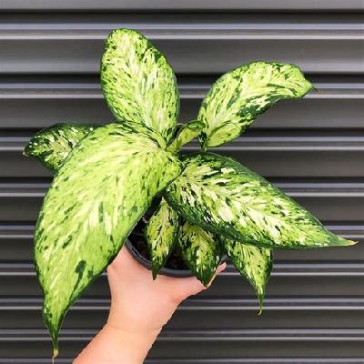 Dieffenbachia Star Bright Plant