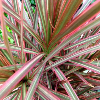 Dracaena Marginata Plant