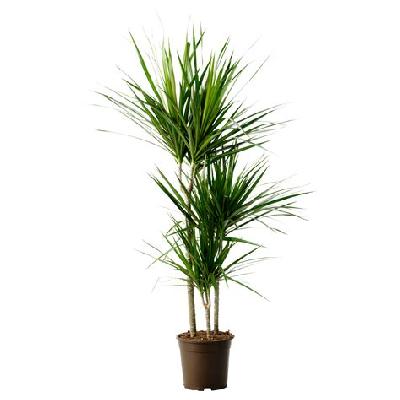 Dracaena Reflexa Golden Plant