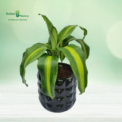 Dracaena Victoria Indoor Plants With Black Plastic Pot