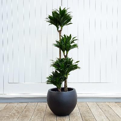 Dracena Draco with Black Pot