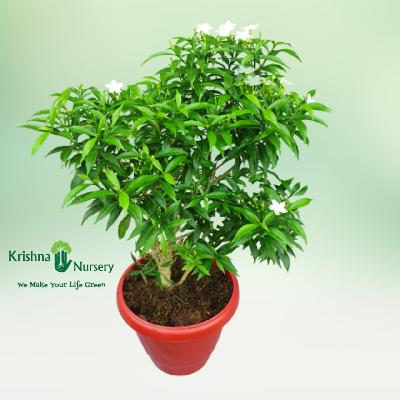 Dwarf Green Chandni Flowering Plant with Red Plastic Pot