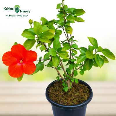 Dwarf Hibiscus Flowering Outdoor Plant with White Plastic Pot