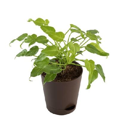 Exotic Green Golden Xanad Indoor Plant